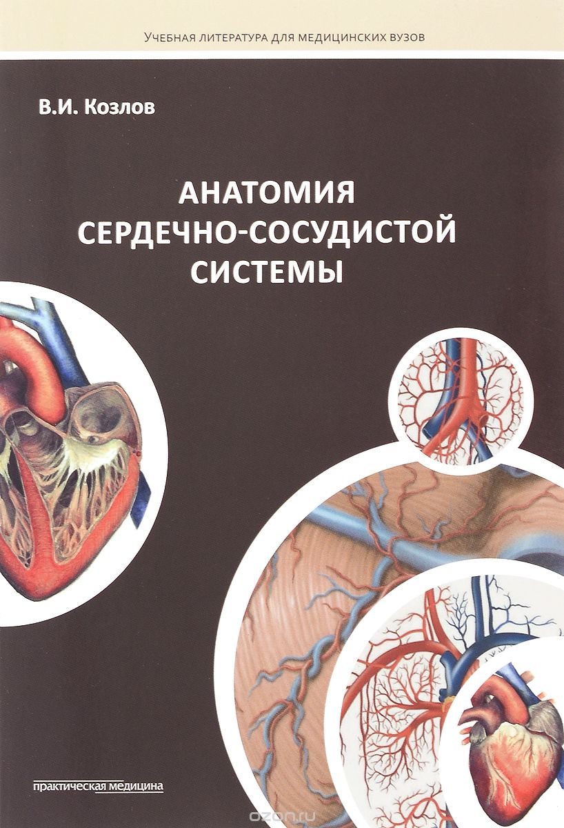 Анатомия сердечно-сосудистой системы. Учебное пособие, В. И. Козлов